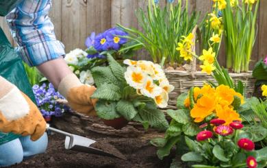 A person kneeling next to a flower bed wearing gardening gloves and planting an array of colourful flowers